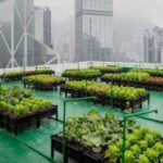 Teknologi Vertical Farming